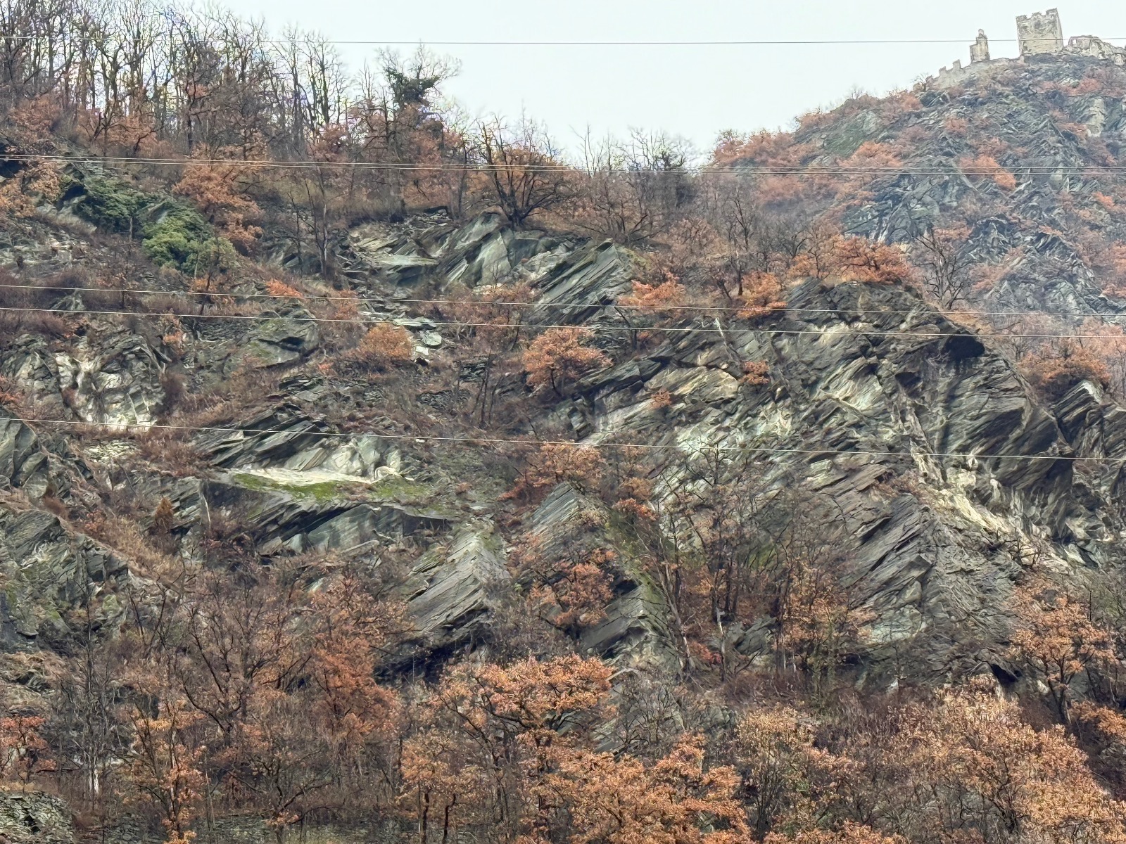 Scheda di dettaglio Pilliolet